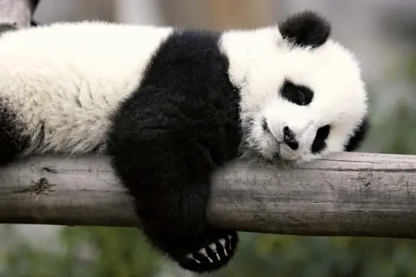 Uncovering the surprising facts about pandas